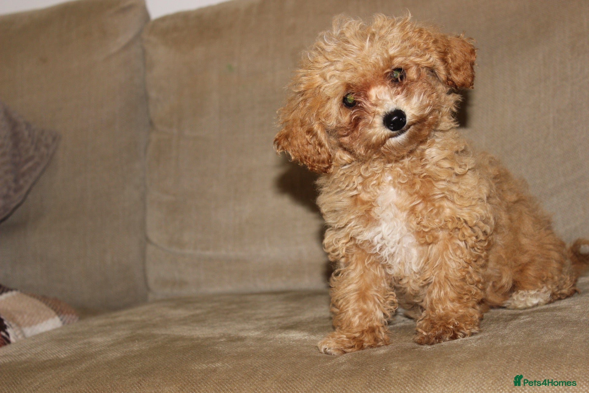 Poochon dogs F1 Poochon puppies Health Tested parents  - Advert 12