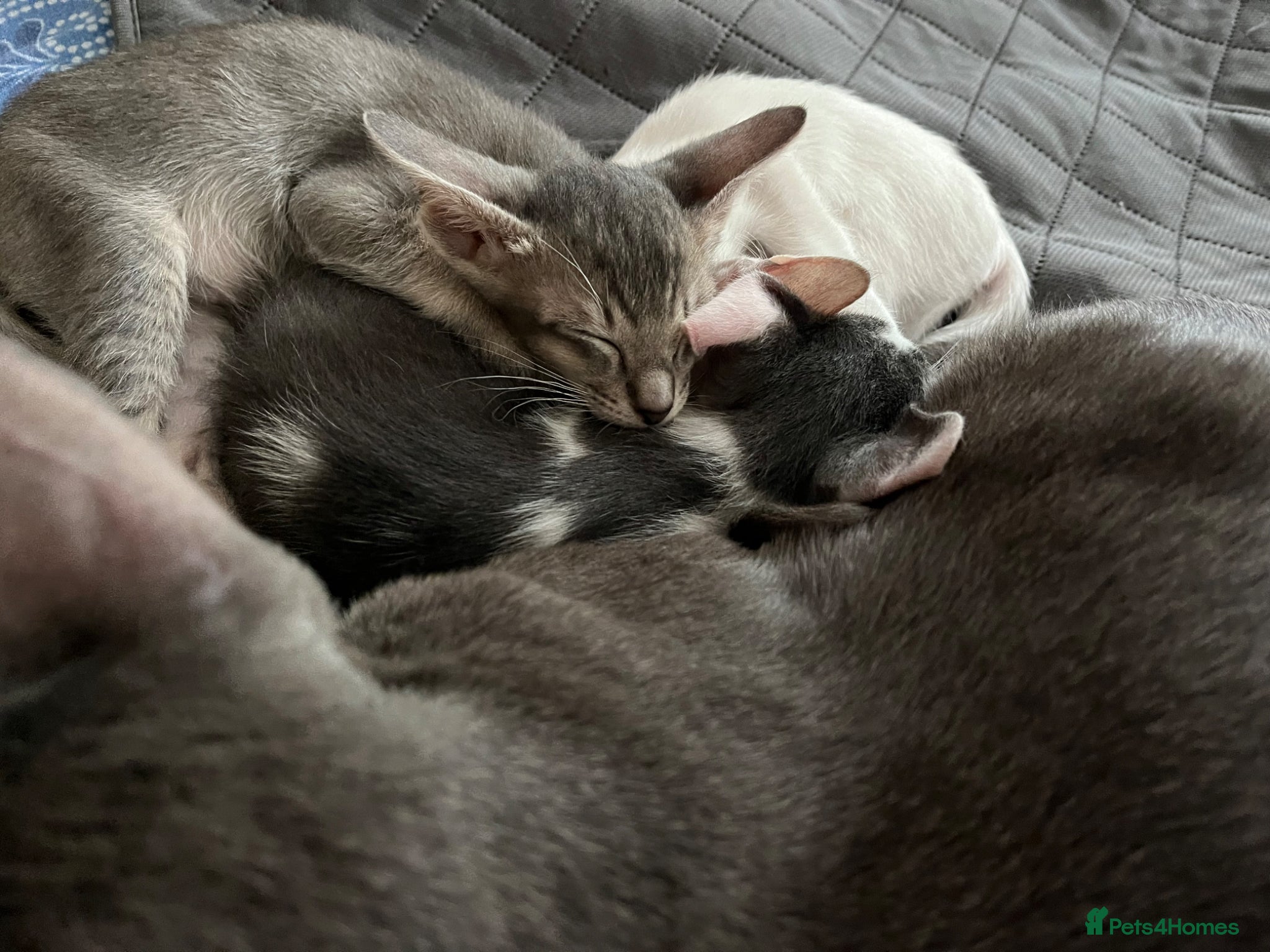 Oriental cats for sale: GCCF registered oriental shorthair kittens  - Advert 3