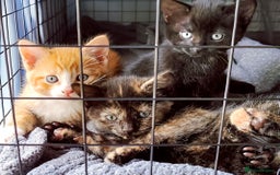 Mixed Breed cats for sale: Kittens for sale in Basildon - Image 2