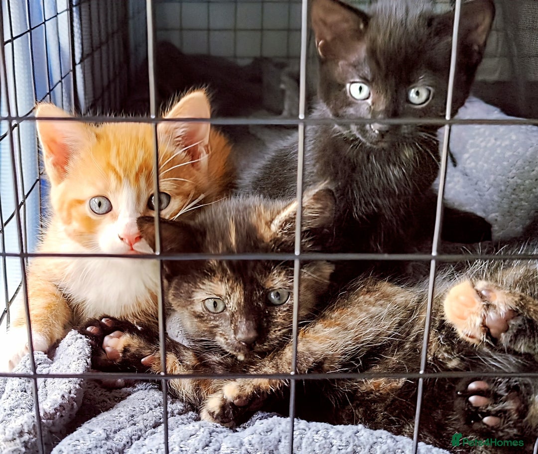 Mixed Breed cats for sale: Kittens for sale in Basildon - Image 2