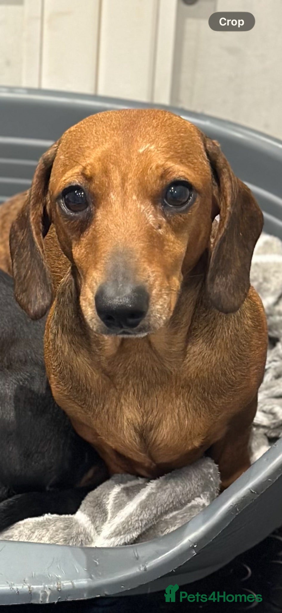 Miniature Dachshund dogs Beautiful Red boy - Advert 6