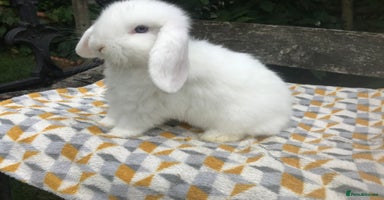 Mini Lop rabbits - Advert 16