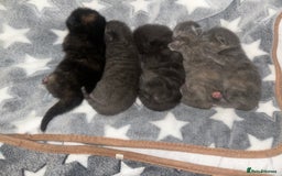 Maine Coon cats for sale: Kittens  - Image 6