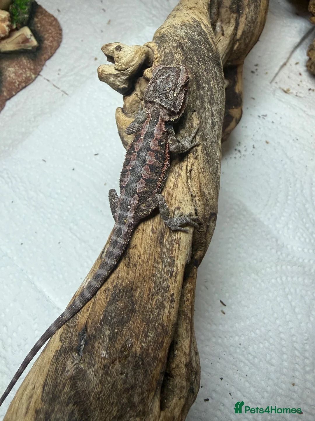 Bearded Dragon reptiles for sale: 💥💥💥Baby Dragons - back by popular demand 💥💥💥 - Advert 8