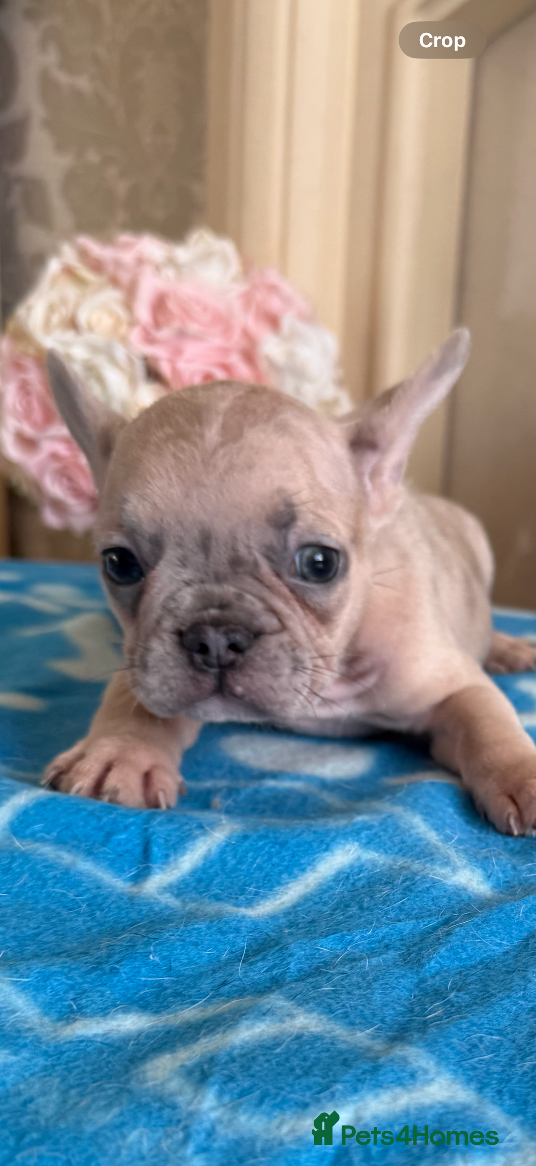 French Bulldog dogs for sale: French Bulldog Puppies 3 Male 4 Female  - Image 11