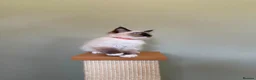 Ragdoll cats for sale: Beautiful Ragdoll Kittens - Advert 23