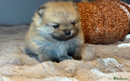 Pomeranian dogs for sale: Stunning Pomeranian  - Image 4