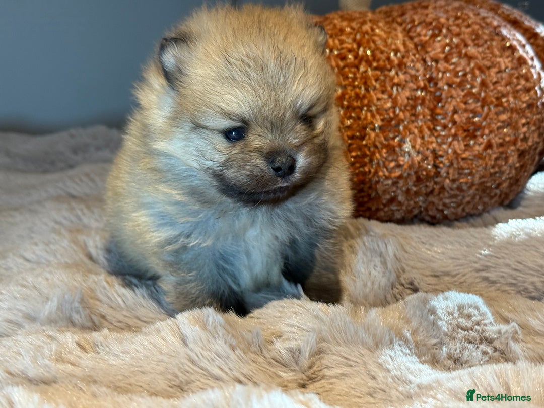 Pomeranian dogs for sale: Stunning Pomeranian  - Image 4