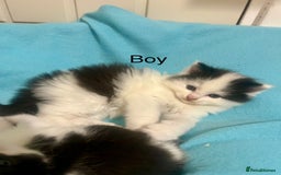 Ragdoll cats for sale: (2 GIRLS LEFT) 3 BiColour Ragdoll Ready in 3Weeks - Image 5