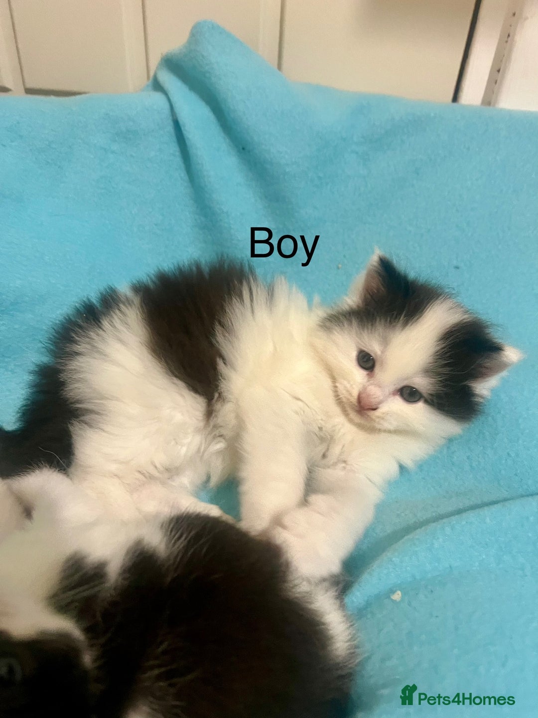 Ragdoll cats for sale: (2 GIRLS LEFT) 3 BiColour Ragdoll Ready in 3Weeks - Image 5