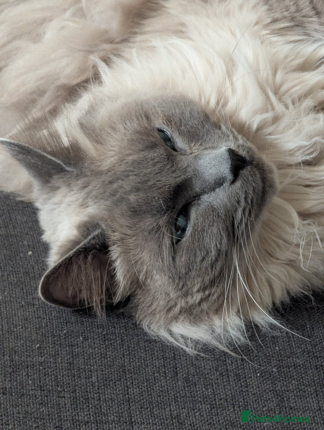 Ragdoll cats for sale: Freddie the ragdoll  - Image 7