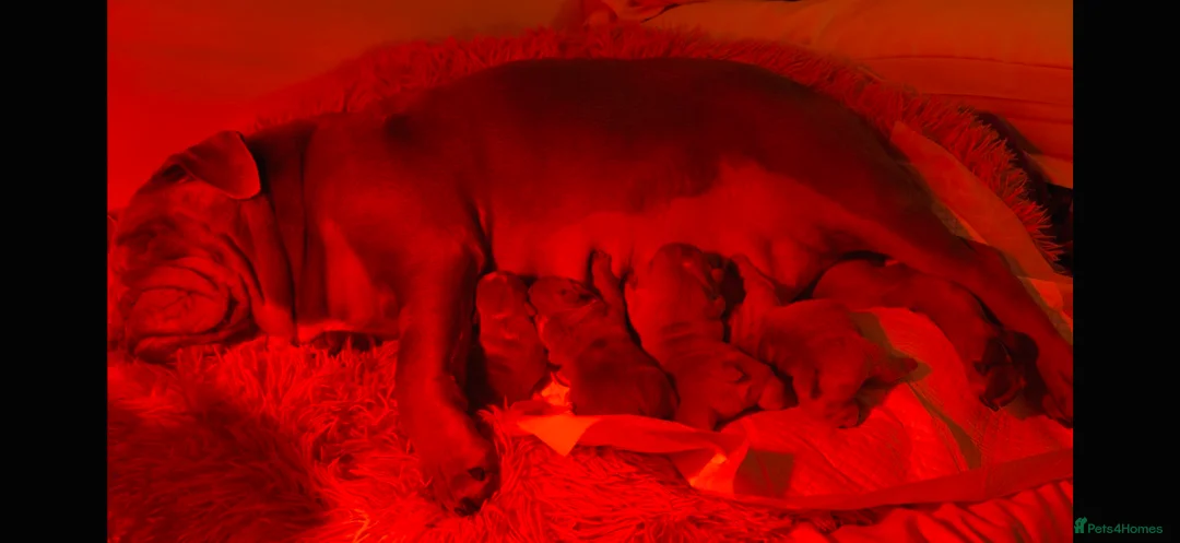 English Bulldog dogs for sale: English Bulldog Puppies 💙🩷 - Advert 9