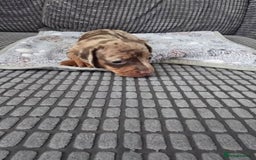 Miniature Dachshund dogs for sale: Dachshund Miniature Puppies - Image 5