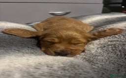 Cocker Spaniel dogs for sale: Working fox red/ginger cocker spaniels  - Image 12