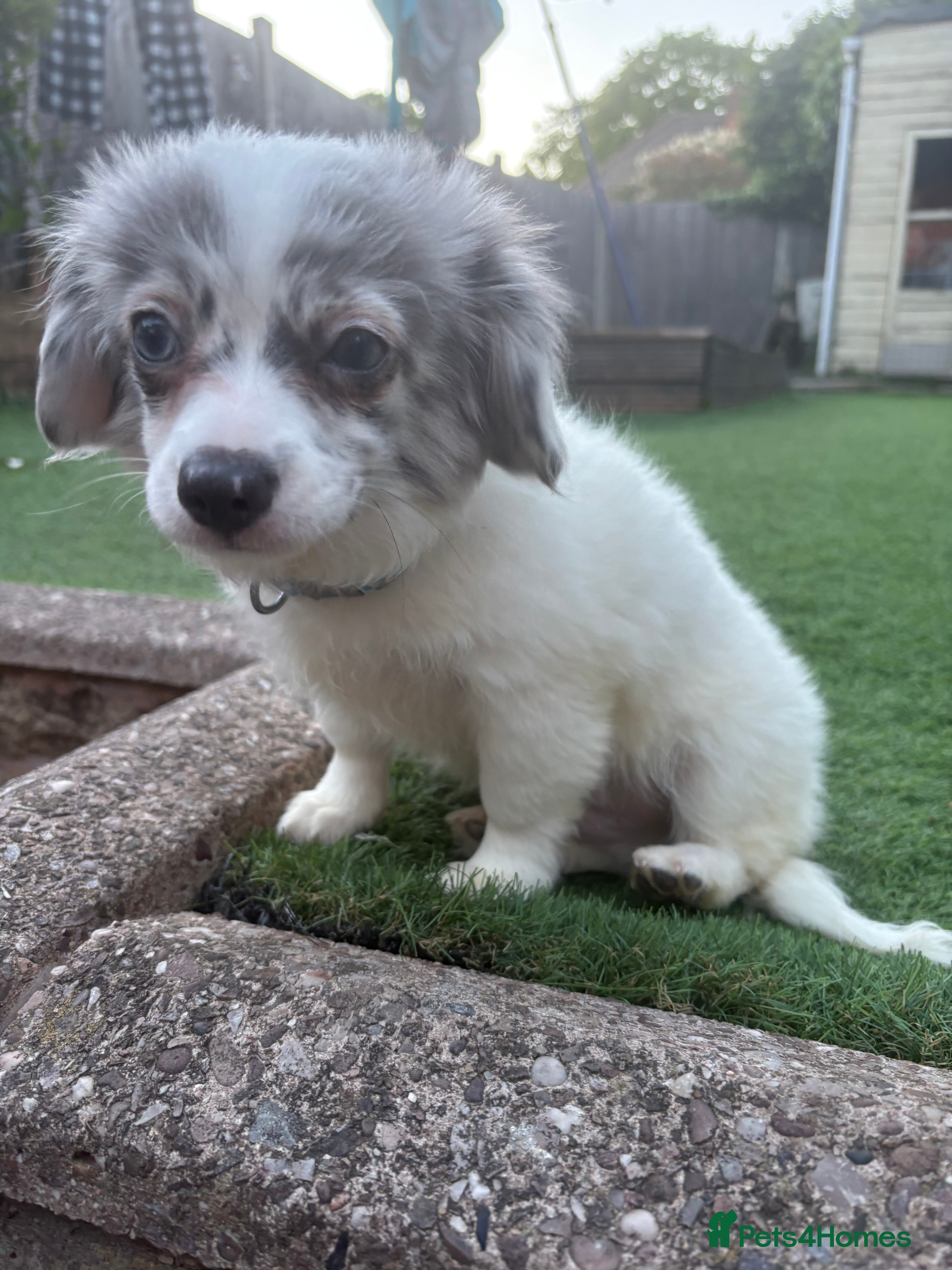 Chiweenie dogs Adorable Chewini puppies ready for a forever home  - Advert 2