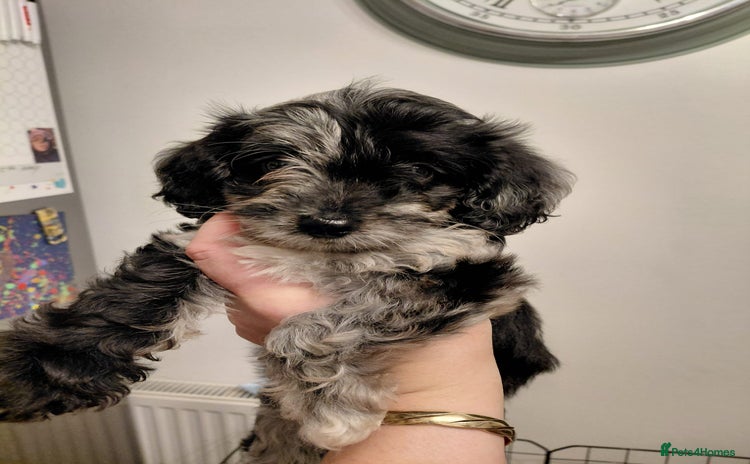 Doxiepoo dogs - Advert 3
