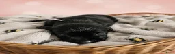 Labrador Retriever dogs for sale: KC registered Balck labrador retrievers - Advert 5