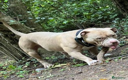 American Bully dogs for stud: American pocket bully  - Image 3