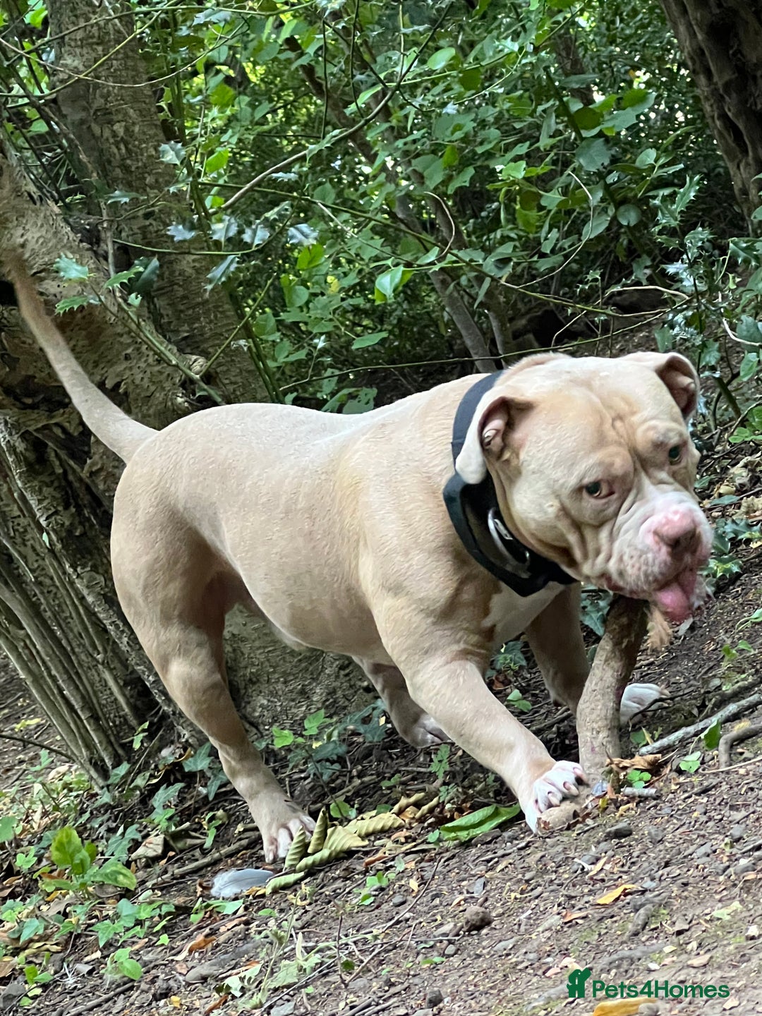 American Bully dogs for stud: American pocket bully  - Image 3