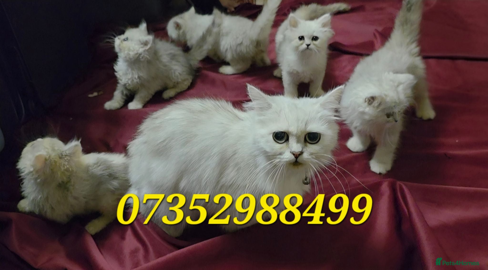 Persian cats Chinchilla Persian Kittens For Sale - Advert 14
