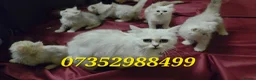 Persian cats for sale: Persian Kittens For Sale - Advert 1