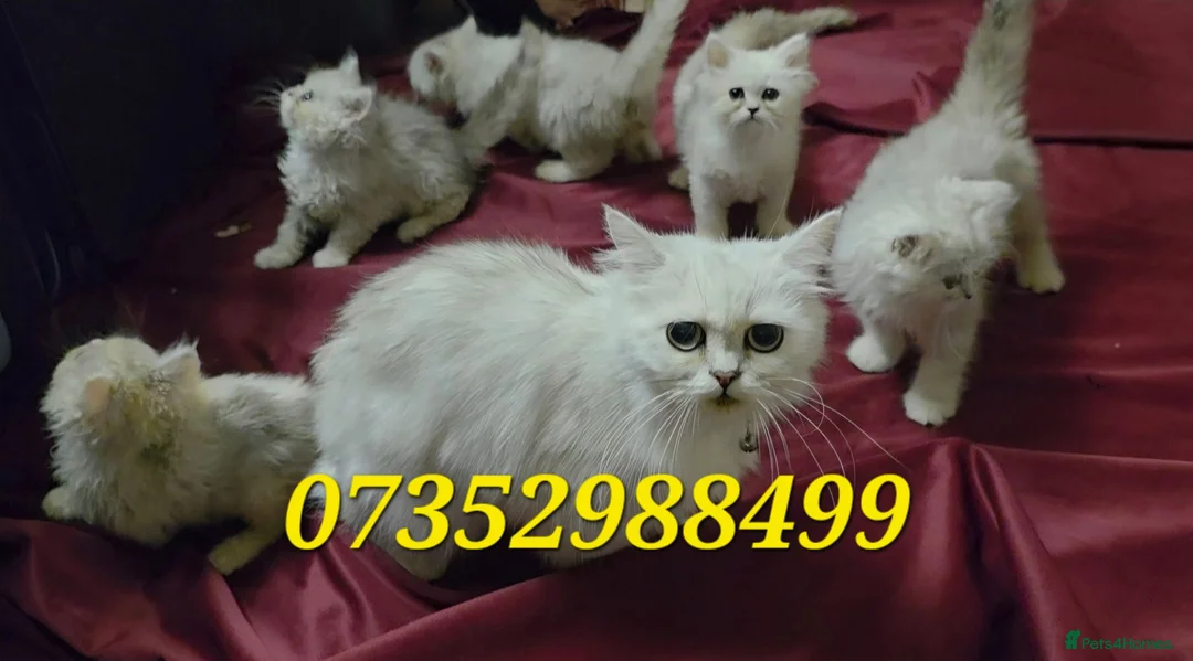 Persian cats for sale: Persian Kittens For Sale - Advert 1