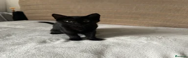 Bombay Kitten 1