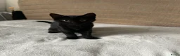 Bombay cats for sale: Bombay kitten - Advert 1