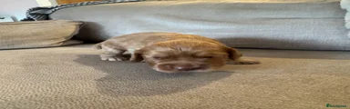 Cocker Spaniel 2