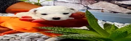 Bichon Frise dogs for sale: Bichon Frise 2 boys and 4 girls - Advert 5