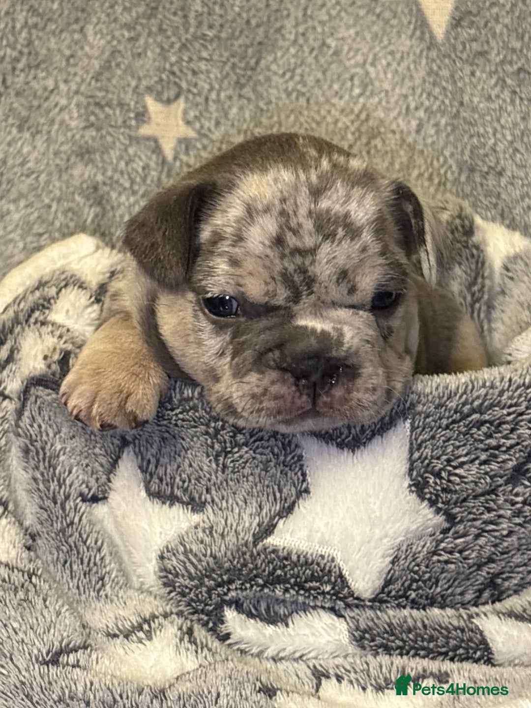 French Bulldog dogs for sale: FRENCH-BULLDOG LITTER  - Advert 21