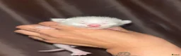 Siamese cats for sale: Siamese–Oriental mix - Advert 7