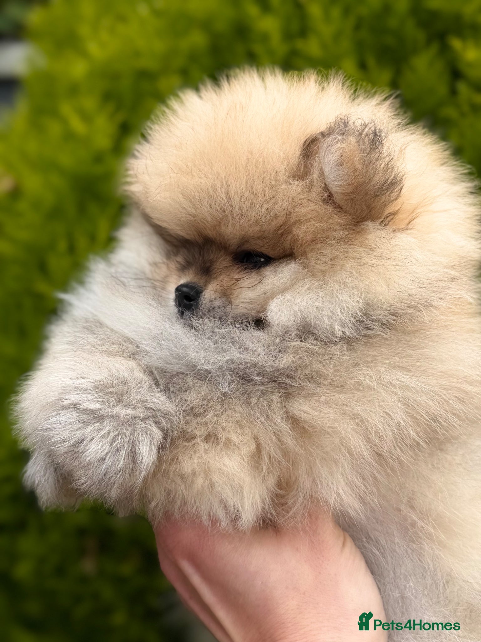 Pomeranian dogs 🔥     Top Quality Pomeranian Available🧸 - Advert 4