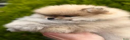 Pomeranian dogs for sale: 🔥     Top Quality Pomeranian Available🧸 - Advert 9