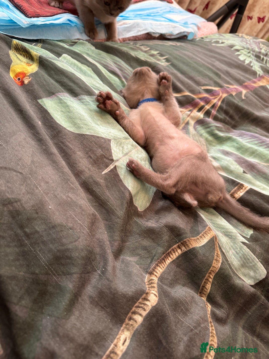 Burmese cats for sale: Burmese Kittens For Sale - Advert 7