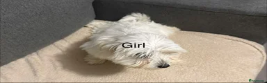 Bichon Frise 4