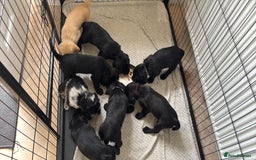Labradoodle dogs for sale: 2 boys and 2 females - Image 1