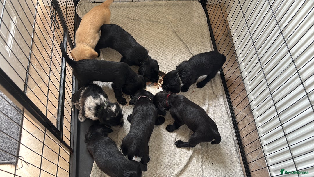 Labradoodle dogs for sale: 2 boys and 2 females - Image 1