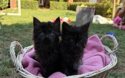 Russian Blue cats for sale: Crossed RussianBlue Kittens - Image 6