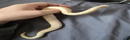 Snake reptiles for sale: Albino Hognose Snake with great temperement - Advert 4