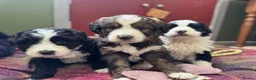 Bernedoodle dogs for sale: F1 Bernedoodle Puppies  - Advert 6