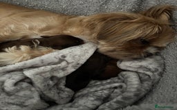 Mixed Breed dogs for sale: Shichi X mini Dachshund female pups 🐶💕 - Image 7