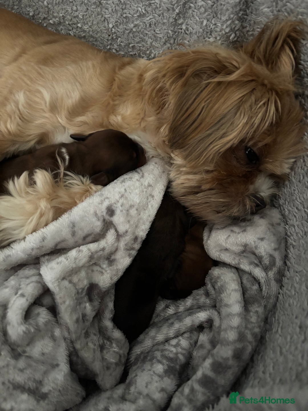 Mixed Breed dogs for sale: Shichi X mini Dachshund female pups 🐶💕 - Image 7
