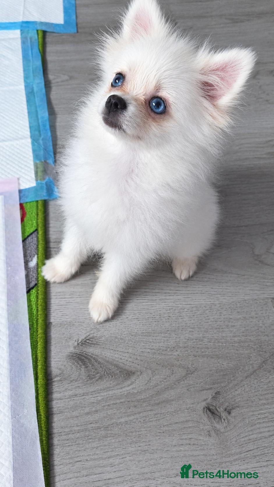 Pomeranian dogs Adorable tiny pomeranian girl - Advert 2