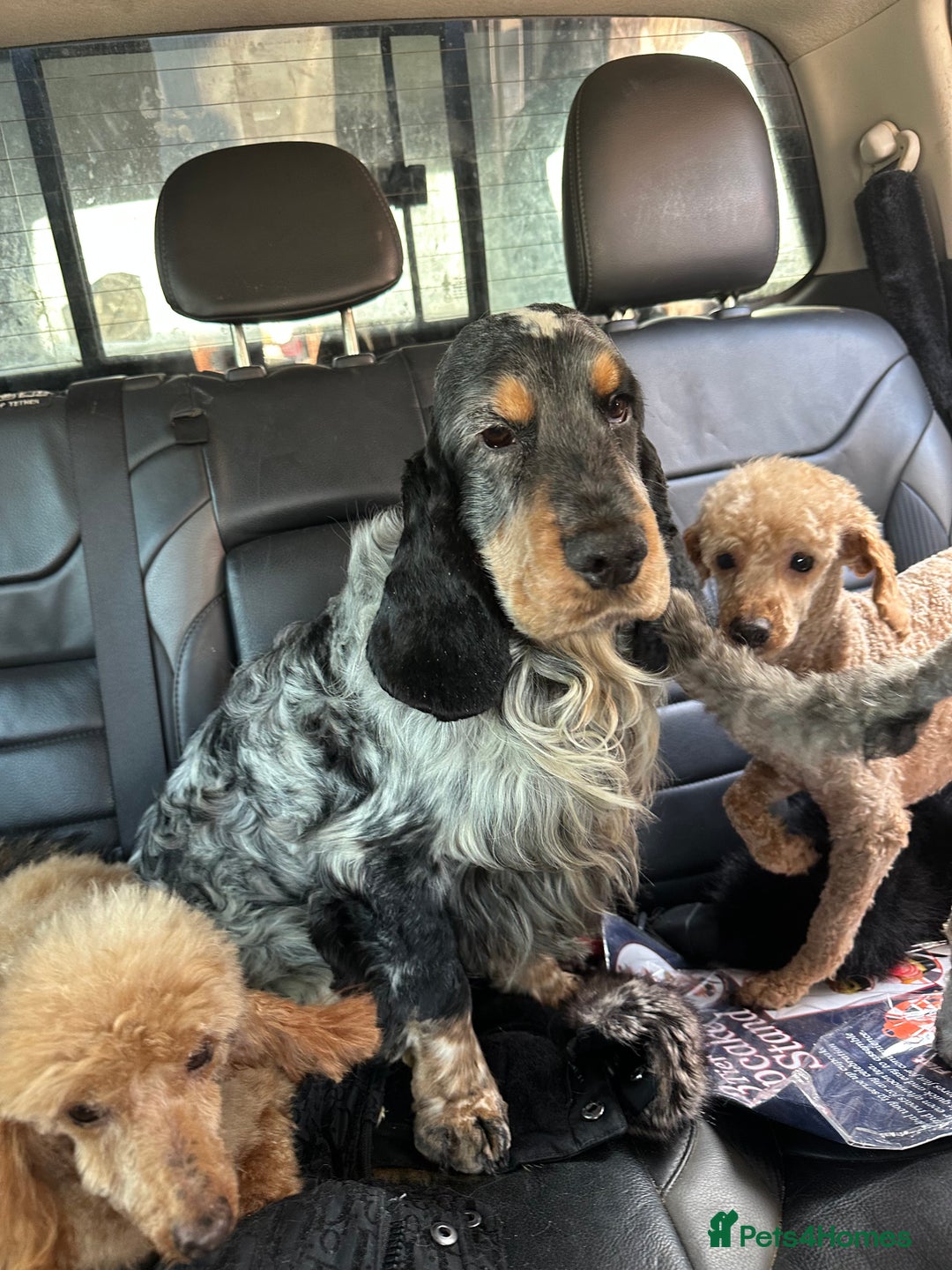 Cocker Spaniel dogs for sale: Beautiful kc registered show cocker spaniels - Image 27