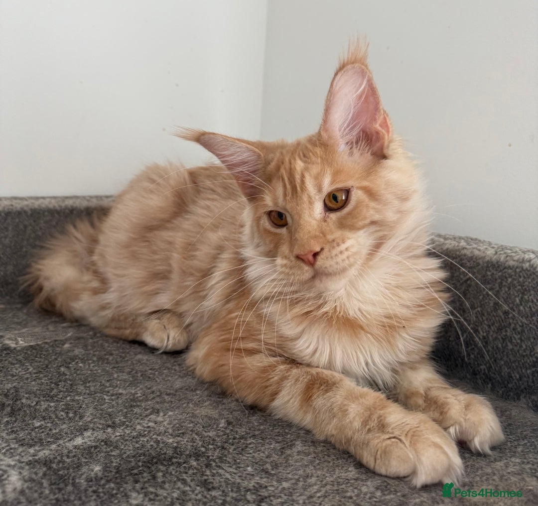 Maine Coon cats for sale: Amazing girl ready to leave.. - Image 5