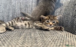 British Longhair cats for sale: Beautiful kittens by our stunning British longhair - Image 13
