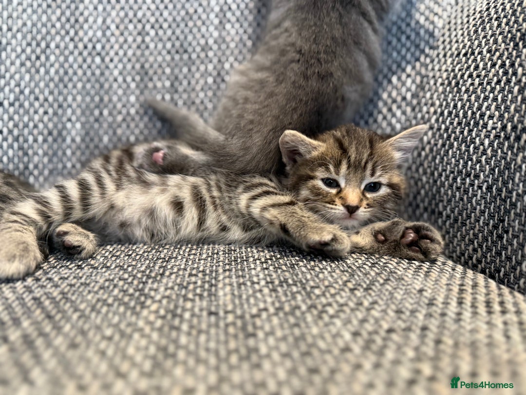 British Longhair cats for sale: Beautiful kittens by our stunning British longhair - Image 13