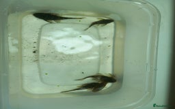 Plecos fish for sale: Bristlenose pleco various colours and sizes - Image 5