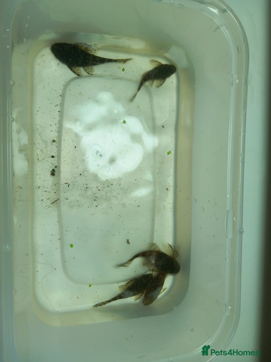 Plecos fish for sale: Bristlenose pleco various colours and sizes - Image 5